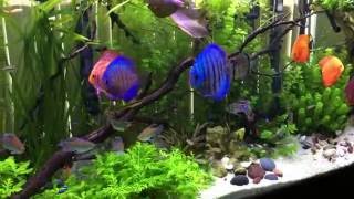 135 gallon discus and planted fish aquarium [upl. by Doraj]