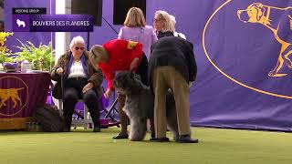 Bouviers des Flandres  Breed Judging 2024 [upl. by Lewanna602]