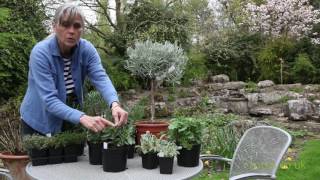 How to choose drought resistant plants [upl. by Ennairek]