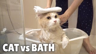 Cat vs Bath  Kittisaurus [upl. by Ytirahs]