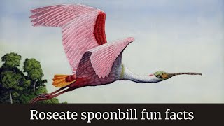 Roseate spoonbill flying  Roseate spoonbill fun facts  Roseate spoonbill behavior [upl. by Annahael]