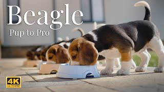 Beagle stories  from puppy to active dog [upl. by Willabella820]