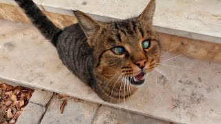 Cute tabby cat screams to get food🙀 [upl. by Ehcropal]