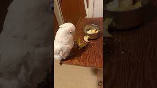 Goffin Cockatoo Falling Asleep Eating Breakfast 🥞 [upl. by Aceissej125]