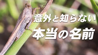 公園でよく見るこのバッタの名前知ってる？【トゲヒシバッタ】 [upl. by Kcirredal]