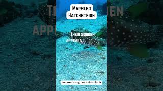 Amazing Facts About the Marbled Hatchetfish 🐟✨MarbledHatchetfish AquaticLife FishFacts [upl. by Uba]