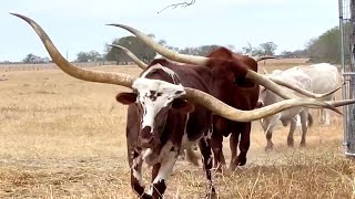 Texas Long Horn steers [upl. by Akimaj419]