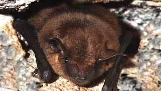 How to control bats in and around the house [upl. by Hollie]