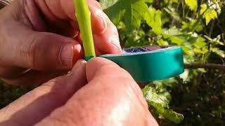 اسهل طريقة تركيب تلقيم تطعيم العنب how to graft grapes vines [upl. by Jurgen609]