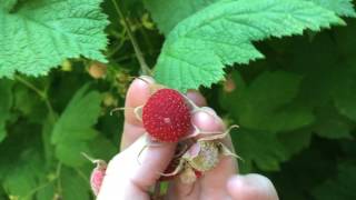 Thimbleberries  a native SHADELOVING raspberry [upl. by Som]