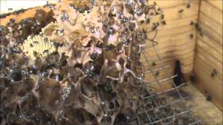 Trigona Stingless Native Beehives 5 Hockingsi vs Carbonaria Tetragonulas [upl. by Dadirac]