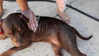 American Bully  Treating dog skin condition Shapleys MTG [upl. by Gapin53]