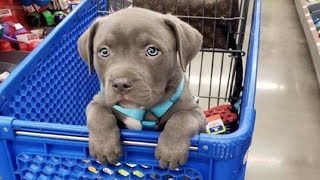 Funniest amp Cutest Pitbull Puppies 2  Funny Puppy Videos 2019 [upl. by Urbanus]