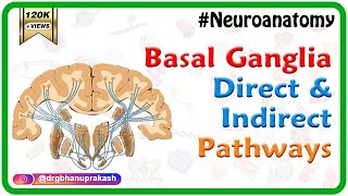 Basal ganglia Direct and indirect pathways  Usmle Neuroanatomy Animations [upl. by Zacek257]