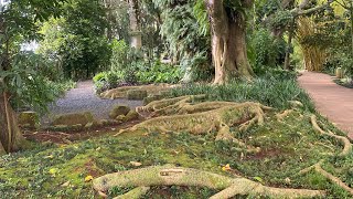 Wahiawa Botanical garden Oahu [upl. by Ermina]