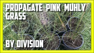 Propagate Pink Muhly Grass by Divison [upl. by Noyahs]