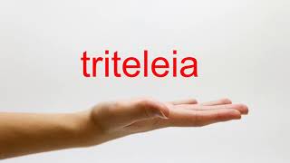 How to Pronounce triteleia  American English [upl. by Larochelle211]