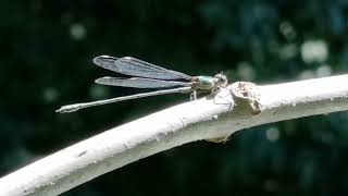 beautiful damselfly damselfly insects entomology macrophotography rspb insectflights darters [upl. by Vassily]