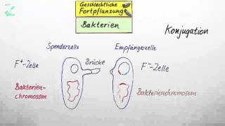 Geschlechtliche Fortpflanzung  Biologie  Genetik [upl. by Jaffe]