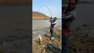 Best Fishing Rod Big Fish Fishing fishing snakehead grouperfish Powerful Fishing Videos shorts [upl. by Netnerb840]