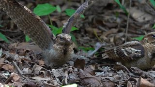 NIGHTJAR Chick is 26 days old [upl. by Laspisa]