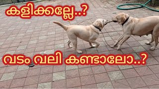 കളിക്കല്ലേ വടം വലി കണ്ടാലോ dog thechottuzvlog50 ALBEESVlogs labrador [upl. by Nosnirb25]