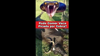 Dá pra Comer Carne de Vaca Picada por Cobra  Vídeos Curtos  Biólogo Henrique [upl. by Eseneg718]