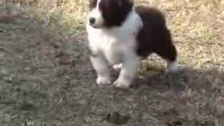 Border Collie Puppies  Ready to Run [upl. by Stenger365]