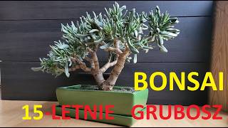 Grubosz Bonsai crassula hobbit gollum przesadzanie [upl. by Marek]