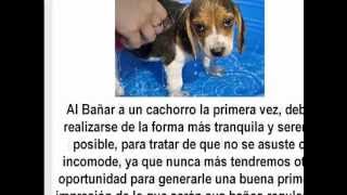 Como Bañar A Un Perro Cachorro o Adulto Paso a Paso en Videos de YouTube  ComoEducarMiPerrocom [upl. by Nave]