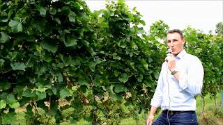 Copac® Flow –Bioversuch Peronospora Weingut Hiebler [upl. by Haimehen]