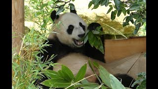 Pandas in Ouwehands Dierenpark [upl. by Nitin]