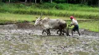 Ploughing with oxen [upl. by Sherourd775]