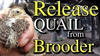 When to Release Quail From Brooder to Pen amp Other Tips [upl. by Kissiah]