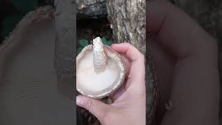 Shiitake harvest in my forest garden shiitake shorts [upl. by Leicam450]