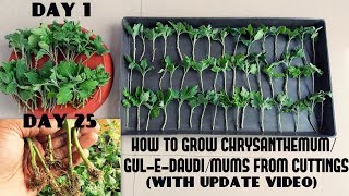 How to Grow ChrysanthemumGulEDaudiMums from CuttingsFast N Easy With Update Video [upl. by Hsirk]