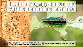 Ясеневая изумрудная златка Agrilus planipennis Fairmaire [upl. by Ronoel]