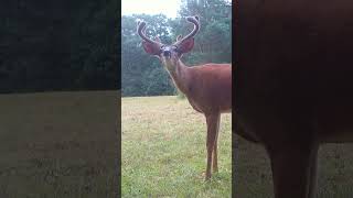 8 Point Buck Suddenly Locates the Trail Camera [upl. by Nottarts238]