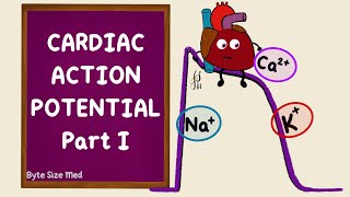 Physiology CVS 5  Excitability changes of the cardiac muscle  Factors affecting Excitability [upl. by Procter]