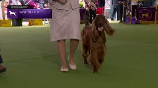 Setters Irish  Breed Judging 2023 [upl. by Kissiah]