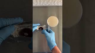 3 methods of inoculating agar mycology inoculate mushrooms agar mycophile [upl. by Enirtak591]