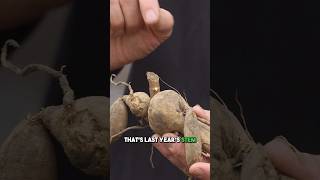 How to Plant Dahlia Tubers 🌺 [upl. by Gun]