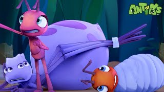 Showtime  😄🐜 Antiks Adventures  Joey and Boos Playtime [upl. by Kaila]