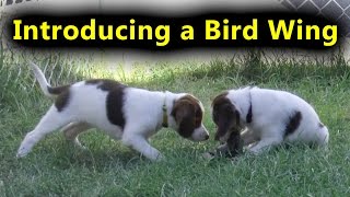 Introducing a Bird Wing to Brittany Spaniel Puppies [upl. by Naujud]