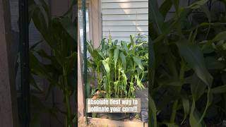 Best way to pollinate your corn corn pollinate [upl. by Bezanson410]