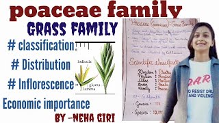 poaceaeGramineaeGrass Family class 11th 12th Bsc  Msc  economic importance by neha giri [upl. by Lattie215]