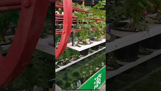 Vegetable plants without soil 😯 technology agriculture [upl. by Keverne]