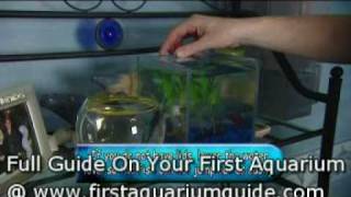 Siamese Fighting Fish an introduction [upl. by Winona]