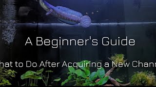 Beginners guide Channa keeping [upl. by Etnuhs]