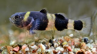 8 Types Of Fun Goby Fish For Your Aquarium [upl. by Walkling]